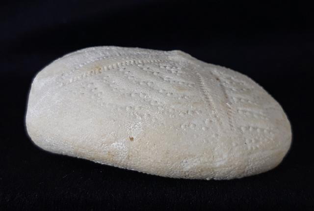 Eupatagus (Oymnopatagus) antillarum (COTTEAU 1875) - Bild &copy; FossNet FossilienStore